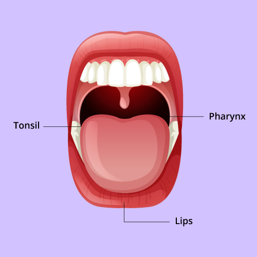 Oral Icon Tonsil Serum